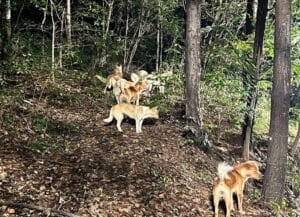 Fear spreads at Seoul National University as feral dogs roam campus